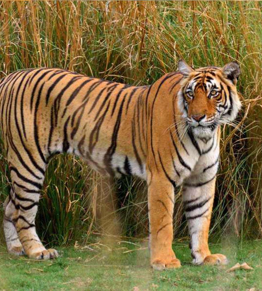 Golden Triangle Tour with Ranthambore Jungle Safari